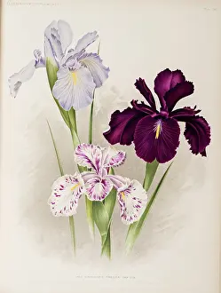 Vereeniging: Iris, Iris xiphioides, Anglica