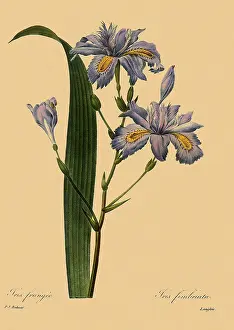 Japonica: Iris japonica