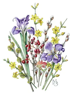 Pussy: Iris, jessamine and hawthorn berries