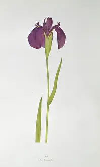 Iridaceae: Iris kaempferi, Japanese iris
