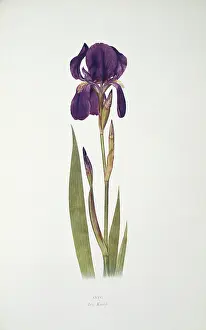 Iridaceae: Iris kochii, German iris