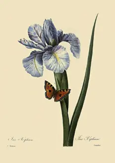 Irises: Iris latifolia