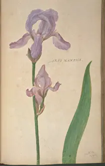 Iridaceae: Iris maxima, iris