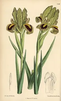 Hand Coloured: Iris meda, native of Persia