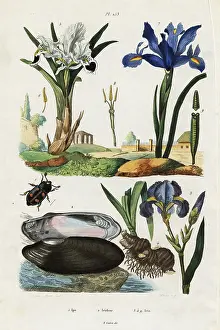 Steel Engraving: Iris, mussel and beetle