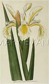 Ochroleuca: Iris Ochroleuca or Tall Iris