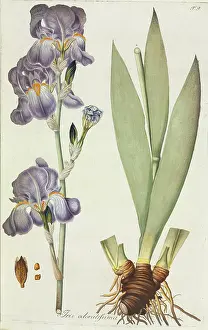 Iridaceae: Iris odoratissima, tall bearded iris