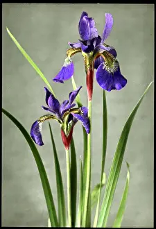 Iridaceae: Iris Orientalis (Spuria Beardless Iris)