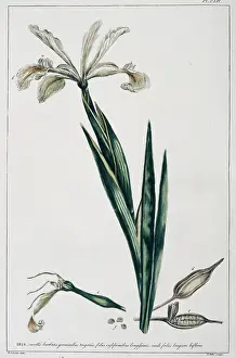 Iridaceae: Iris orientalis, Turkish iris