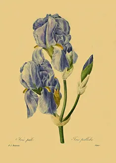 Irises: Iris pallida