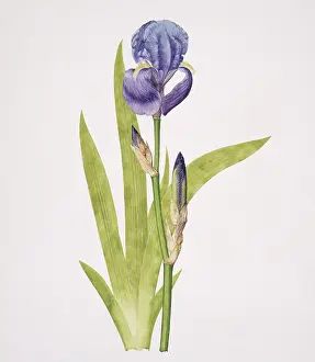 Iridaceae: Iris pallida, bearded iris