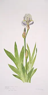 Iridaceae: Iris pallida, bearded iris