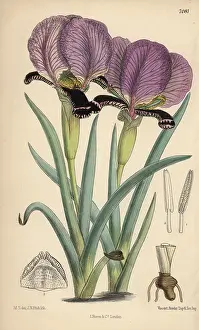 Paradoxa: Iris paradoxa, purple iris native of the Caucasus