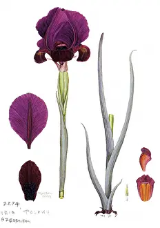 Irises: Iris polakii