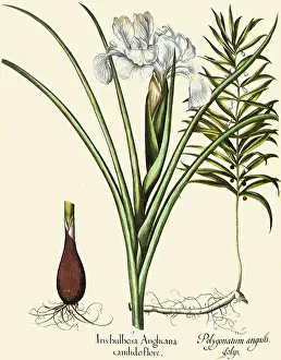 Basilius: Iris and Polygonatum