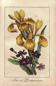 Dedie: Iris and primrose, Iris pseudacorus and Primula vulgaris