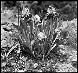 Malby: Iris Pumila (Dwarf Iris)