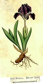 Roots: Iris Pumila, Dwarf Iris