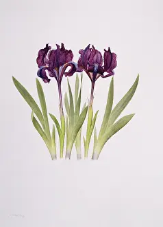 Iridaceae: Iris pumila, dwarf pogon iris
