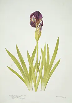 Iridaceae: Iris reichenbachii, small bearded alpine iris
