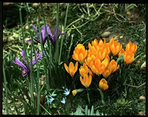 Iridaceae: Iris Reticulata and Crocus Chrysanthus