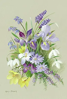 Erica: Iris reticulata, iris stylosa, etc