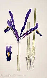 Iridaceae: Iris reticulata, reticulated iris