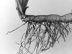 Germanica: IRIS RHIZOME AND ROOTS