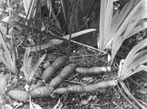 Germanica: IRIS RHIZOMES