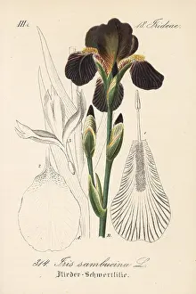 Schlechtendal: Iris sambucina