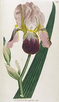 Scented: Iris Sambucina or Elder Scented Iris