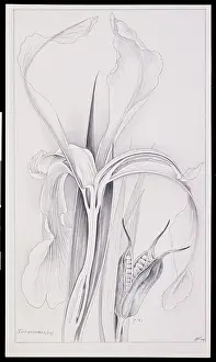 Iridaceae: Iris sanguinea