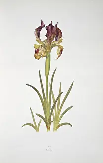 Iridaceae: Iris sari, iris