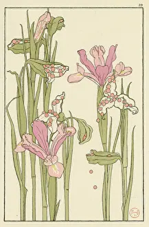 Pods: Iris Seed Pods