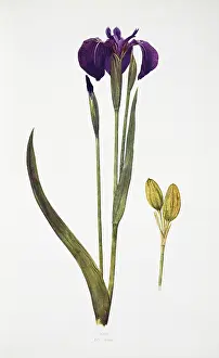 Iridaceae: Iris setosa, blue flag