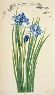 Iridaceae: Iris sibirica, Siberian iris