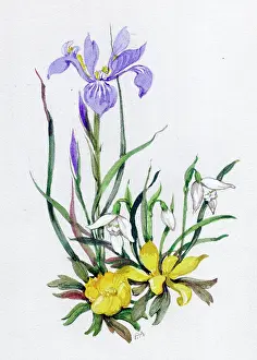 Patience: Iris, snowdrops and aconites