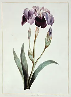 Iridaceae: Iris sp, blue iris
