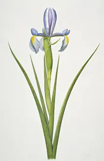 Iridaceae: Iris sp. iris