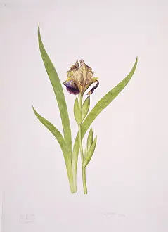 Iridaceae: Iris sp. iris