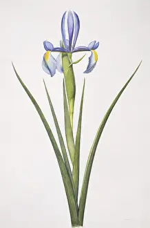 Iridaceae: Iris sp. iris