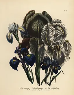 Humphreys: Iris species