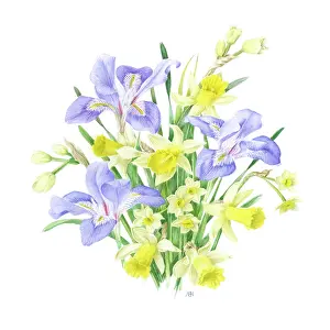Stylosa: Iris Stylosa (3) with Daffodils