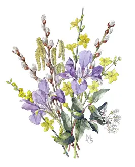 Pussy: Iris Stylosa, jessamine, pussy willow