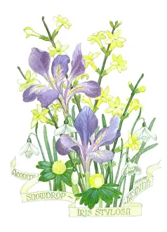 Jessamine: Iris Stylosa, Jessamine, Snowdrops & Aconites