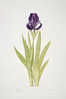 Iridaceae: Iris subbiflora, bearded iris