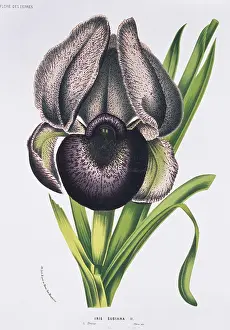 Iridaceae: Iris susiana, mourning iris