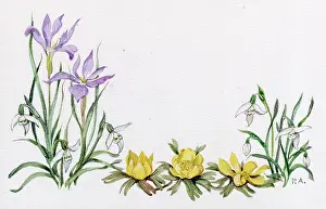 Aconites: Iris Sylosa, snowdrops and winter aconites