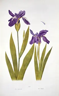 Iridaceae: Iris tectorum Maxim. wild iris