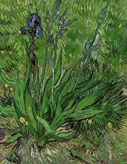 Blooms: The Iris, by Van Gogh